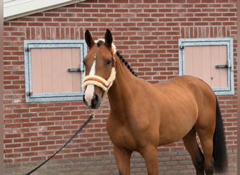 Caballo de deporte alemán, Semental, 2 años, 167 cm, Castaño