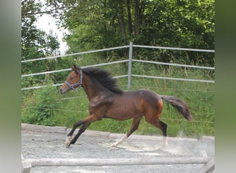 Caballo de deporte alemán, Semental, 2 años, 167 cm, Castaño oscuro