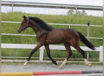 Caballo de deporte alemán, Semental, 2 años, 167 cm, Castaño oscuro