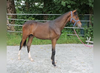 Caballo de deporte alemán, Semental, 2 años, 167 cm, Castaño oscuro