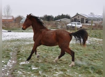 Caballo de deporte alemán, Semental, 2 años, 168 cm, Castaño