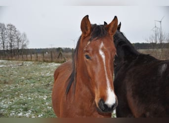 Caballo de deporte alemán, Semental, 2 años, 168 cm, Castaño