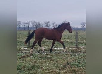 Caballo de deporte alemán, Semental, 2 años, 168 cm, Castaño