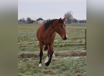 Caballo de deporte alemán, Semental, 2 años, 168 cm, Castaño