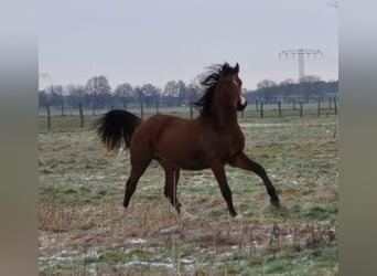 Caballo de deporte alemán, Semental, 2 años, 168 cm, Castaño