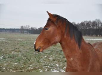 Caballo de deporte alemán, Semental, 2 años, 168 cm, Castaño