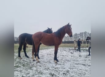 Caballo de deporte alemán, Semental, 2 años, 168 cm, Castaño