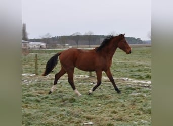 Caballo de deporte alemán, Semental, 2 años, 168 cm, Castaño