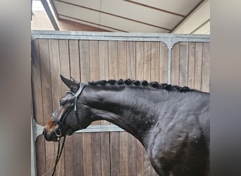 Caballo de deporte alemán, Semental, 2 años, 168 cm, Castaño oscuro