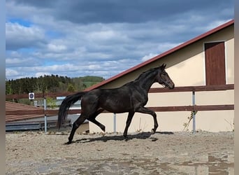 Caballo de deporte alemán, Semental, 2 años, 168 cm, Castaño oscuro