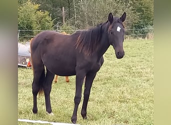 Caballo de deporte alemán, Semental, 2 años, 168 cm, Negro