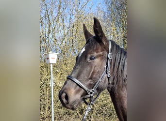 Caballo de deporte alemán, Semental, 2 años, 168 cm, Negro