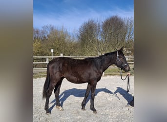 Caballo de deporte alemán, Semental, 2 años, 168 cm, Negro