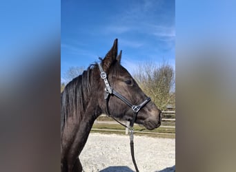 Caballo de deporte alemán, Semental, 2 años, 168 cm, Negro