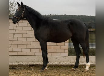 Caballo de deporte alemán, Semental, 2 años, 168 cm, Negro