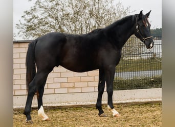 Caballo de deporte alemán, Semental, 2 años, 168 cm, Negro