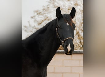 Caballo de deporte alemán, Semental, 2 años, 168 cm, Negro