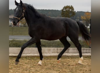 Caballo de deporte alemán, Semental, 2 años, 168 cm, Negro