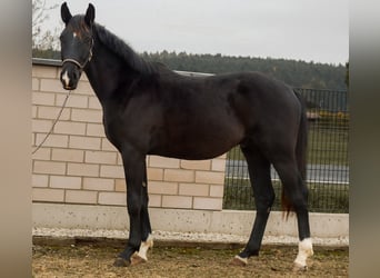 Caballo de deporte alemán, Semental, 2 años, 168 cm, Negro