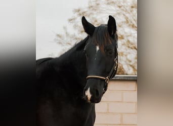 Caballo de deporte alemán, Semental, 2 años, 168 cm, Negro