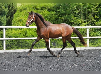 Caballo de deporte alemán, Semental, 2 años, 170 cm, Castaño