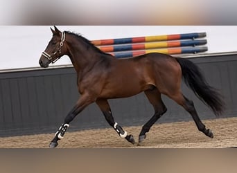 Caballo de deporte alemán, Semental, 2 años, 170 cm, Castaño