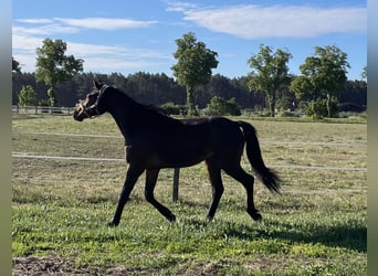 Caballo de deporte alemán, Semental, 2 años, 170 cm, Castaño oscuro