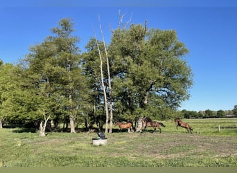 Caballo de deporte alemán, Semental, 2 años, 170 cm, Castaño oscuro