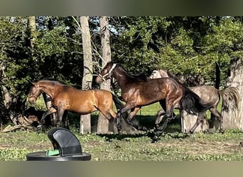 Caballo de deporte alemán, Semental, 2 años, 170 cm, Castaño oscuro