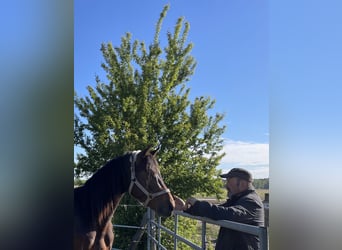 Caballo de deporte alemán, Semental, 2 años, 170 cm, Castaño oscuro