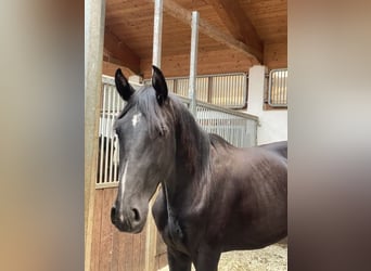 Caballo de deporte alemán, Semental, 2 años, 170 cm, Negro