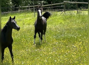 Caballo de deporte alemán, Semental, 2 años, 170 cm, Negro