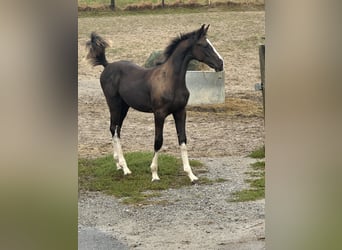 Caballo de deporte alemán, Semental, 2 años, 170 cm, Negro