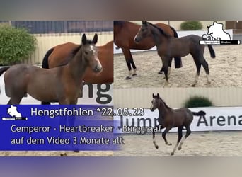 Caballo de deporte alemán, Semental, 2 años, 170 cm, Tordo