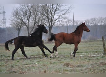 Caballo de deporte alemán, Semental, 2 años, 172 cm, Castaño oscuro