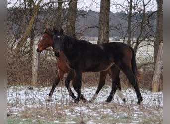 Caballo de deporte alemán, Semental, 2 años, 172 cm, Castaño oscuro