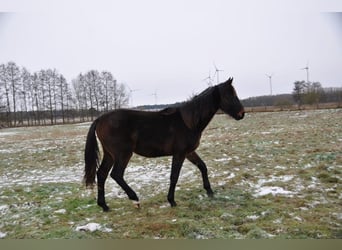 Caballo de deporte alemán, Semental, 2 años, 172 cm, Castaño oscuro