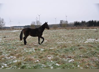 Caballo de deporte alemán, Semental, 2 años, 172 cm, Castaño oscuro