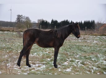 Caballo de deporte alemán, Semental, 2 años, 172 cm, Castaño oscuro