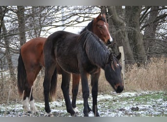 Caballo de deporte alemán, Semental, 2 años, 172 cm, Castaño oscuro