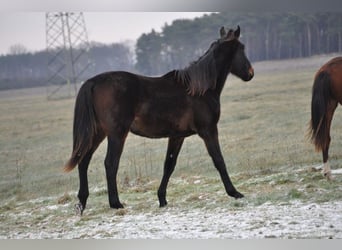 Caballo de deporte alemán, Semental, 2 años, 172 cm, Castaño oscuro