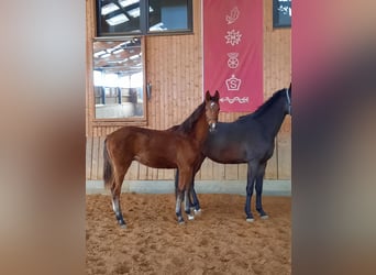 Caballo de deporte alemán, Semental, 2 años, 175 cm, Castaño
