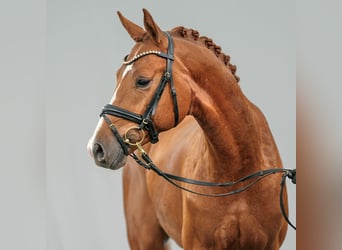 Caballo de deporte alemán, Semental, 2 años, Alazán