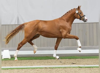 Caballo de deporte alemán, Semental, 2 años, Alazán