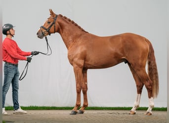 Caballo de deporte alemán, Semental, 2 años, Alazán