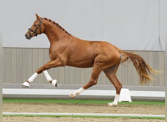 Caballo de deporte alemán, Semental, 2 años, Alazán