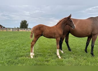 Caballo de deporte alemán, Semental, 2 años, Alazán
