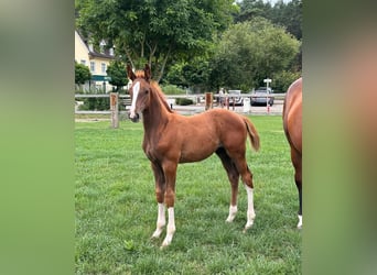 Caballo de deporte alemán, Semental, 2 años, Alazán