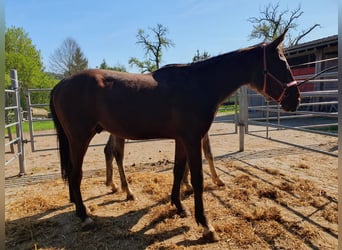 Caballo de deporte alemán, Semental, 2 años