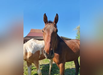 Caballo de deporte alemán, Semental, 2 años